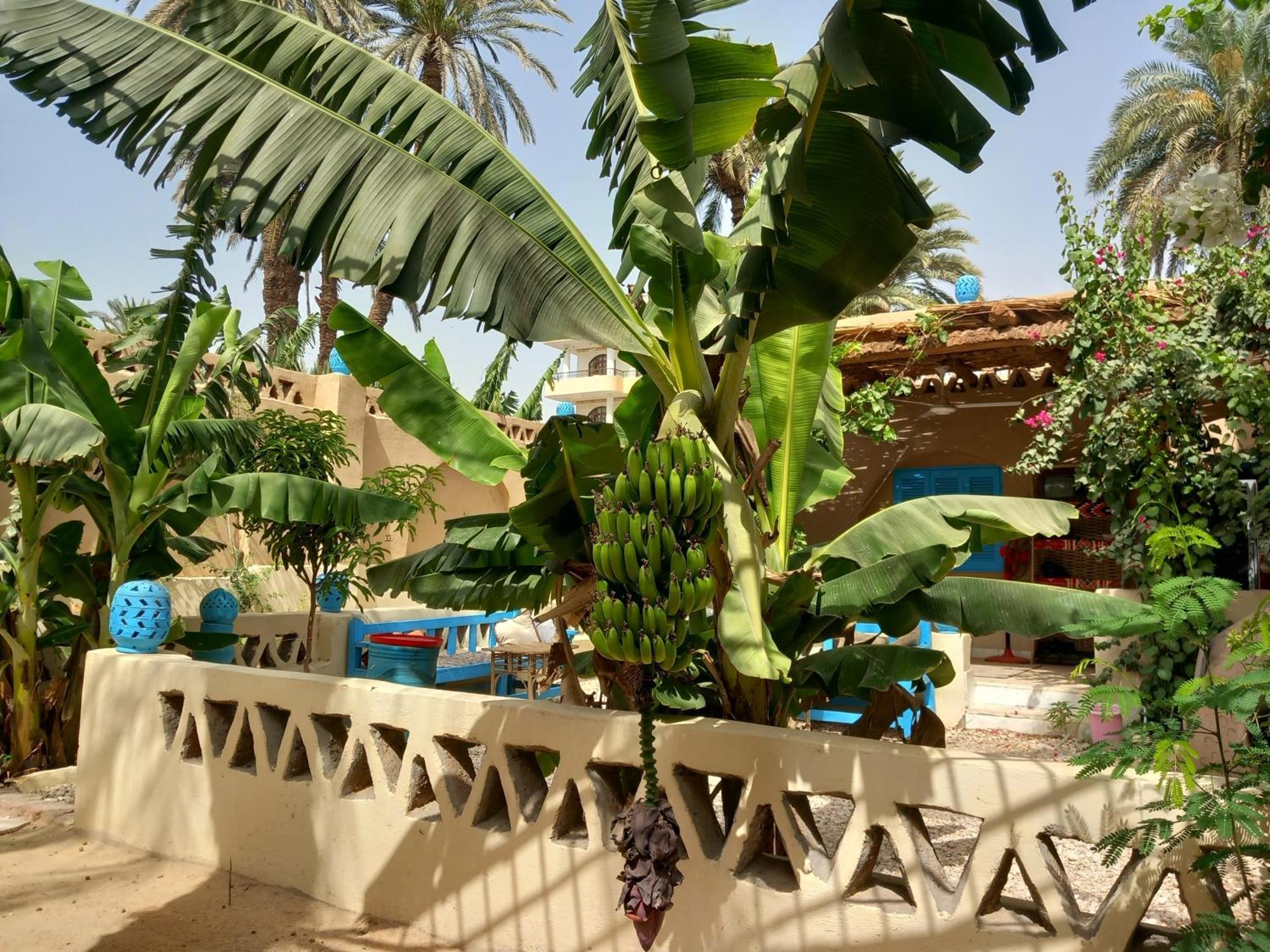 Villa Rebecca Professor'S Paradise Luxor Ngoại thất bức ảnh